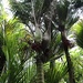 Palmfrucht