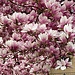 magnolia sovraccarica agno 24 03 2025