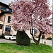 magnolia sovraccarica agno b 24 03 2025