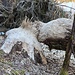 Biberfraß
