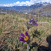 Berganemonen (Pulsatilla montana)