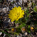 Adonisröschen (Adonis vernalis)