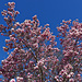 Magnolienbäume blühen