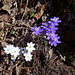 Leberblümchen weiss und lila