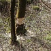 Biberfraß im Perlenbachtal