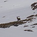 der König