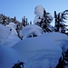 Bäume im Schnee