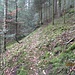 Schöner Waldpfad im Anstieg zum Schmidsberger Platz