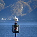 Impression vom Lago Maggiore