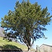 stattlicher Baum nahe des geschlossenen Restaurants auf Allerheiligenberg ...