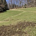 Wildschweinspuren auf dem Weg zur Wuesthöchi