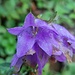 Glockenblume am Wegesrand.