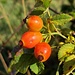 Au ebbes Schwäbischs - Häge! Deutsch: Hagebutte, die Sammelnussfrucht der Wildrose, die hierzulande gern als Tee oder Marmelade (Hägemark) genossen wird.
