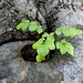 Mama Baum umarmt ihr Kleines.