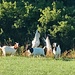 Ziegen - nicht umsonst nennt sich dieser Teil des Filstals "Goißatäle" ("Tal der Ziegen").