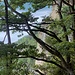 Blick durch den Traufwald auf die Steilabbrüche der Hausener Wand.