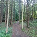 "Bergwald" im topographisch unregelmäßigen alten Bergsturzgebiet unterhalb der Hausener Wand.