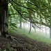 Nebelwald. Jeden Moment könnte hier ein Ork oder ein Einhorn um die Ecke kommen, vielleicht sogar auch beide.