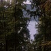 Beim morgendlichen Aufstieg vom Wanderparkplatz "Löwenpfade Felsenrunde" Bad Überkingen zum Jungfraufelsen an der Hausener Wand. Ich bin schon oberhalb der Nebelgrenze.