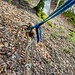 Fixseil