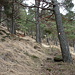 il bel bosco di pino silvestre con sottobosco di eriche