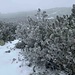 Der Weg in der Latschenkieferzone ist aufgrund des verschneiten Gerölls darunter mit großer Vorsicht zu begehen.