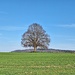 Die Linde auf dem Torkelbühl