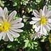 und auch die Blumen