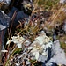 Edelweiss