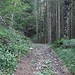 Im Bereich des Waldstückes