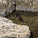 TAG 2 (1.3.) - بيروت (Bayrūt): <br /><br />An der Uferpromenade konnte ich etliche Hirtenmainas (Acridorheres tristis) beobachte die Futter suchten. Ursprünglich stammt die Art aus dem Gebiet zwischen Afghanistan bis Sri Lanka, ist aber inzwischen in wärmeren Regionen weltweit verbreitet.