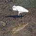 TAG 2 (1.3.) - بيروت (Bayrūt): <br /><br />Auch einige Seidenreiher (Egretta garzetta) waren am felsigen Ufer des كورنيش (Kūrnīsh) auf Futtersuche.