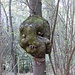 Baumtroll