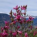 Magnolie
