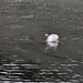 Schwan auf der Blau.