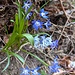 Der Blaustern sorgt für Hingucker. Er passt wunderbar ins Blautal nach Blaubeuren.