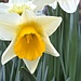 Stupenda fioritura di narcisi