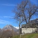 Lignasca