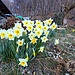 Stupenda fioritura di narcisi