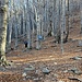 Bivio nel bosco per Gana o Quartéra