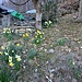 Stupenda fioritura di narcisi