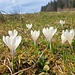 Krokusse überall...