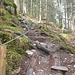 erst kurz vor Millrütte verlassen wir den Forstweg und gehen hier hoch....