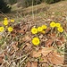 Huflattich, die Sonnenblüte...