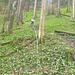 den Abstieg verkürzen wir auf markiertem aber steilem Weg durch Bärlauchwald....