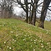 die Gipfelwiese am Kapf....
