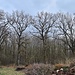 Alte Eichen 