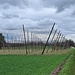 Hopfenanbau 