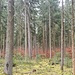 Je weiter man in den Forst vordringen, desto mehr überwiegt klassischer Wirtschaftswald 