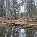 Waldweiher 